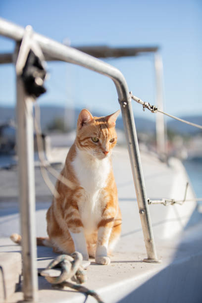 The cat is a domestic species of small carnivorous mammal. It is the only domesticated species in the family Felidae and is commonly referred to as the domestic cat or house cat to distinguish it from the wild members of the family.