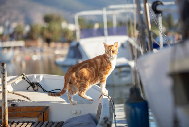 istock Ginger cat is on the fisherman boat. 1448711691