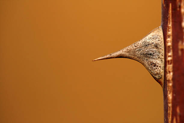 istock Thorn of a rose 144871252