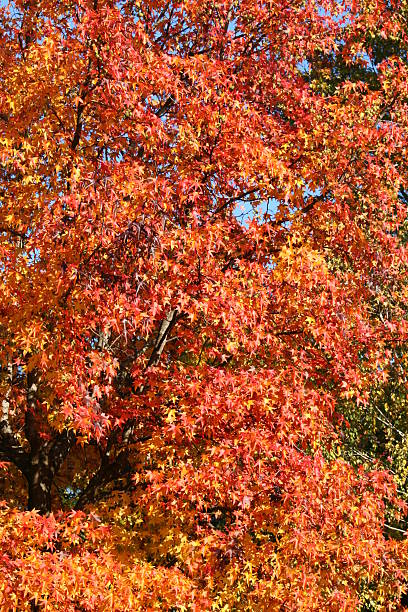 red autumn leaves stock photo