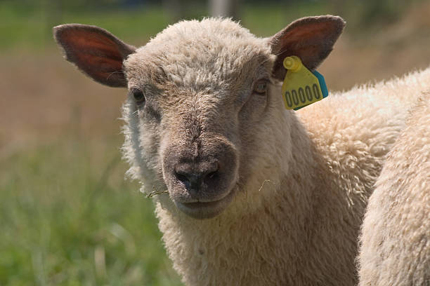 istock portrait of a sheep 144871342