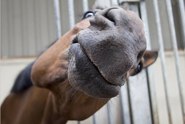 Funny Horse Close up of a horse's face animal lips photos stock pictures, royalty-free photos & images
