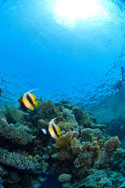 istock fish couple on the reef 144871546