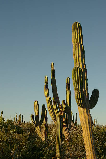 Maestoso Cactus - foto stock