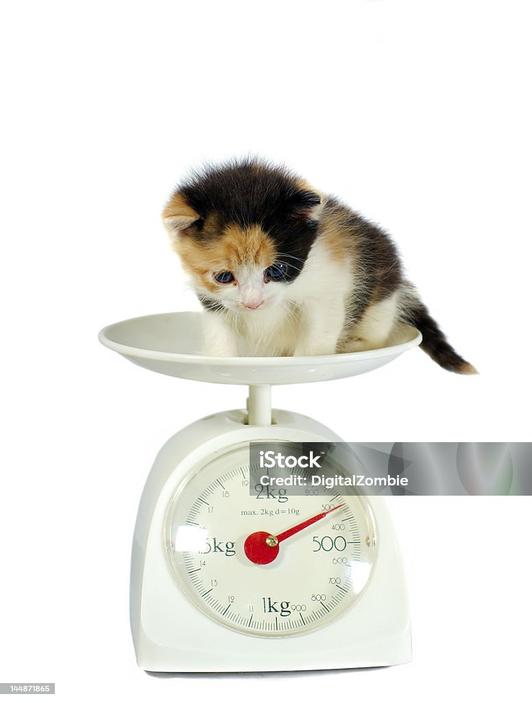 Kitten On The Scales Isolated Stock Photo - Download Image Now - Weight  Scale, Kitten, Paw - iStock