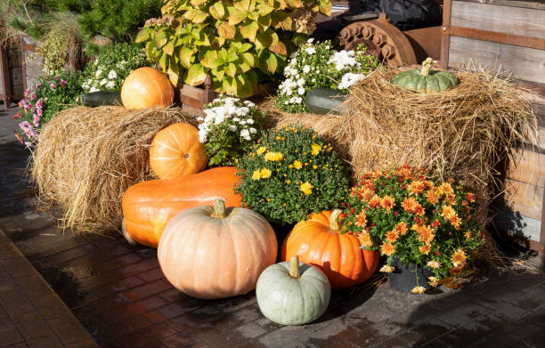 istock Pumpkins and flowers on straw 1448721577
