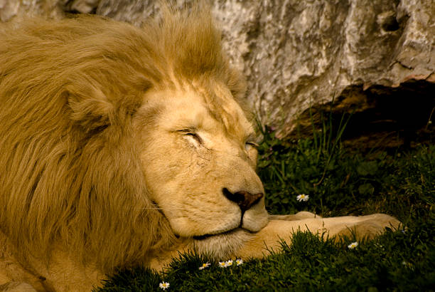 Lion sleeping stock photo