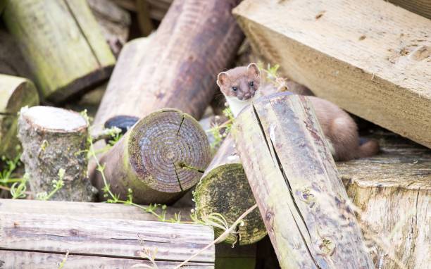 istock Close-up shot of a Least weasel with cut trunks 1448722457