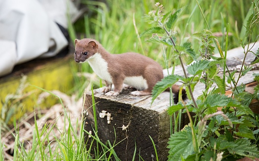 A close-up shot of a Least weasel on a wooden trunk