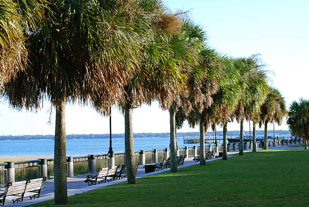 istock Row of Palmettos 144872301