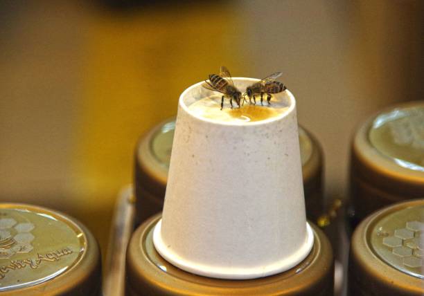 istock Macro view of two Afrcanized bees a paper cup 1448723213