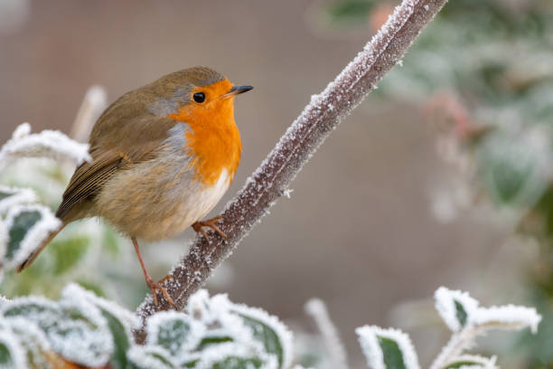 istock Robin perched on a frosty branch 1448723662