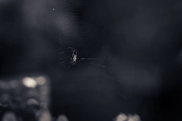 A beautiful closeup of a cobweb with dark background
