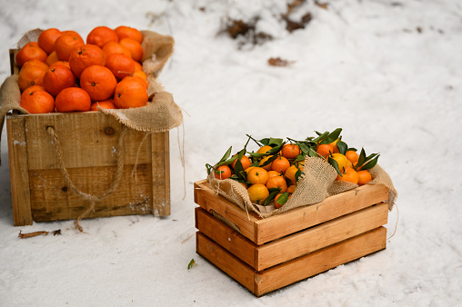 A wooden box filled with ripe tangerines in the snow. Popular citrus fruits.