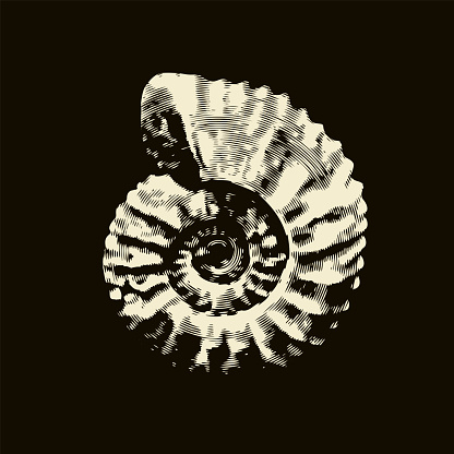 vector objects of ancient petrified ammonite shells. exhibits of the paleontological museum from extinct marine mollusks and animals of the  sea and ocean fauna.