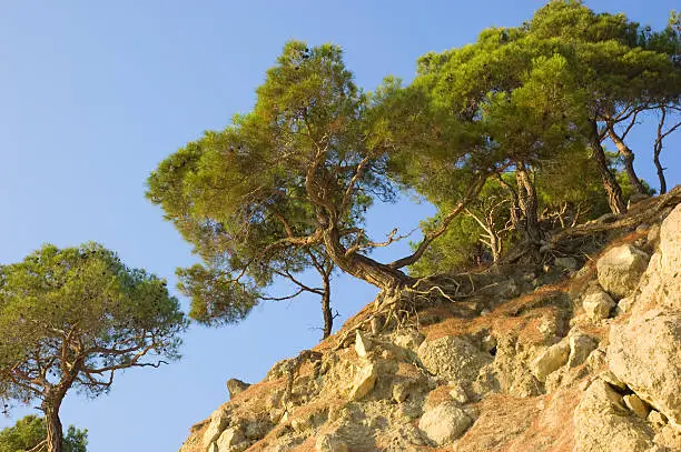 Pine-trees on slope of rocky hill