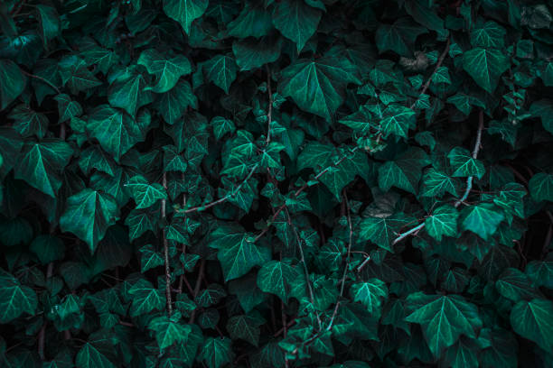 istock Dark green leaves pattern background, Natural background, wallpaper 1448727158