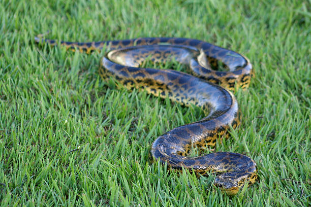 An anaconda slithering through the grass A young yellow anaconda( reticulated python stock pictures, royalty-free photos & images