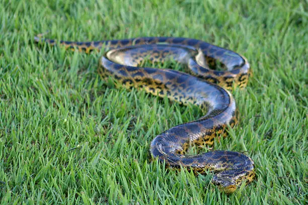 Photo of An anaconda slithering through the grass