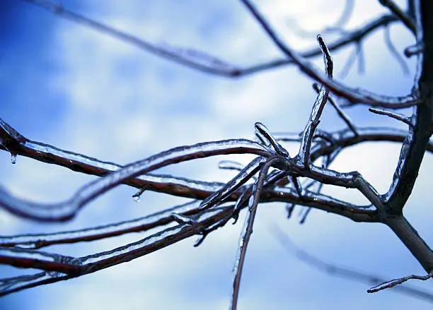 A winter picture of frozen branches against a cool blue sky.