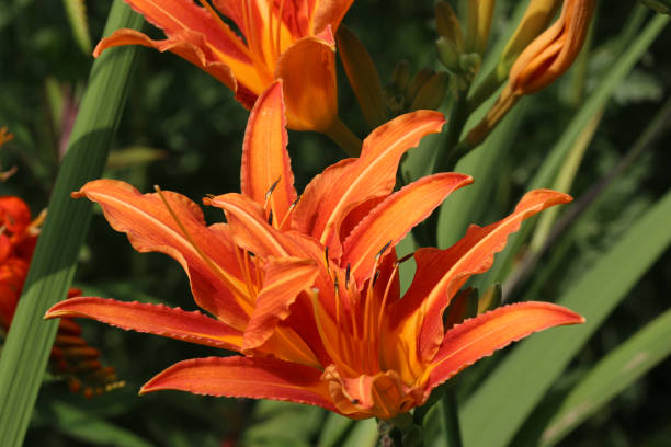 istock Orange daylily flower in close up 1448729224
