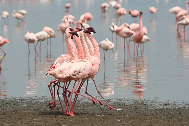 flamingo-tanz - lake nakuru stock-fotos und bilder