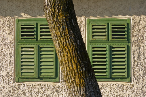 Windows on house front, cut by a tree trunk