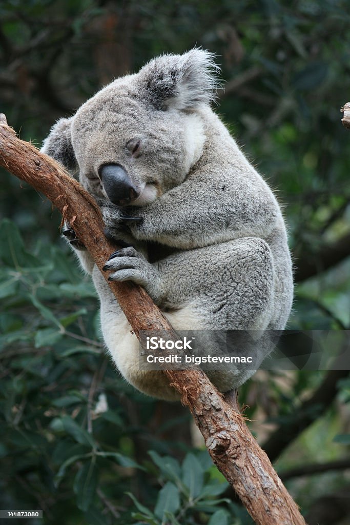 Koala 2 - Zbiór zdjęć royalty-free (Australia)