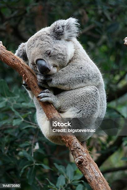 Foto de Coala 2 e mais fotos de stock de Animal - Animal, Austrália, Cativeiro