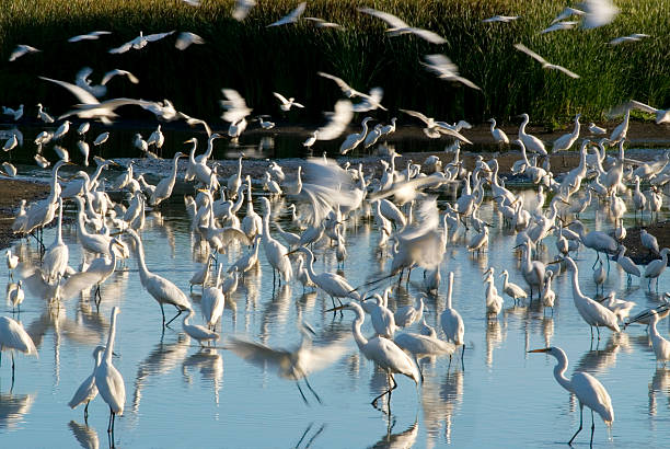 Czapla Rookery – zdjęcie