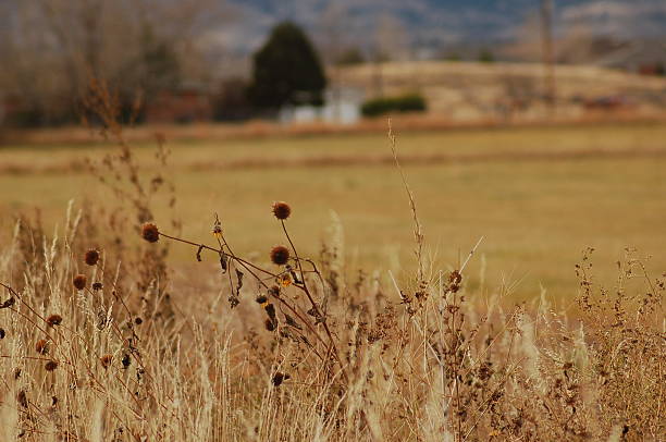 Dried Wild Flowers stock photo