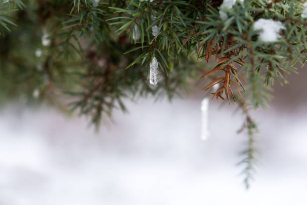 Snow spruce icicle. Winter natural background.