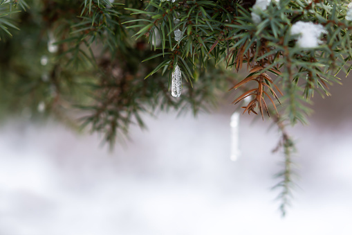 Snow spruce icicle. Winter natural background. The bright sun highlights the fragile icicle. The concept of melting snow, warm spring rays. Snow-covered fir branches in close-up on a blurry background
