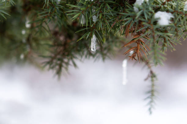 snow spruce icicle. winter natural background. - january winter icicle snowing imagens e fotografias de stock
