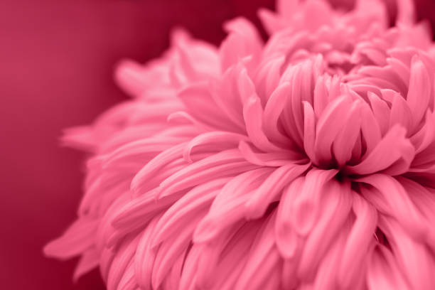 istock Viva magenta abstract natural background. 1448732695