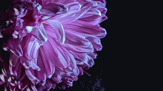 Close up of pink flowers on black background