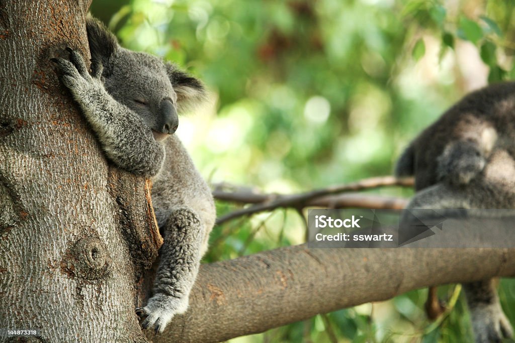 Koalabär schlafen in einem Baum - Lizenzfrei Ast - Pflanzenbestandteil Stock-Foto