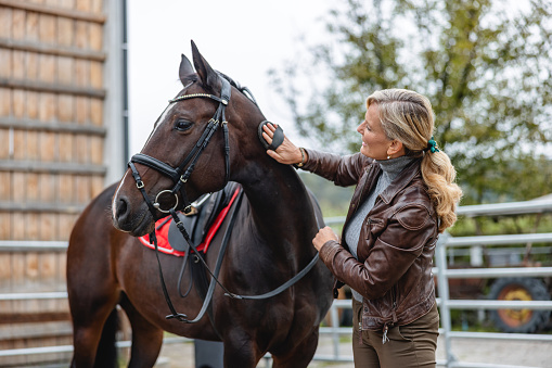 Portrait of a sports brown horse with a white groove on the muzzle in the bridle. Dressage of horses in the arena. Equestrian sport.