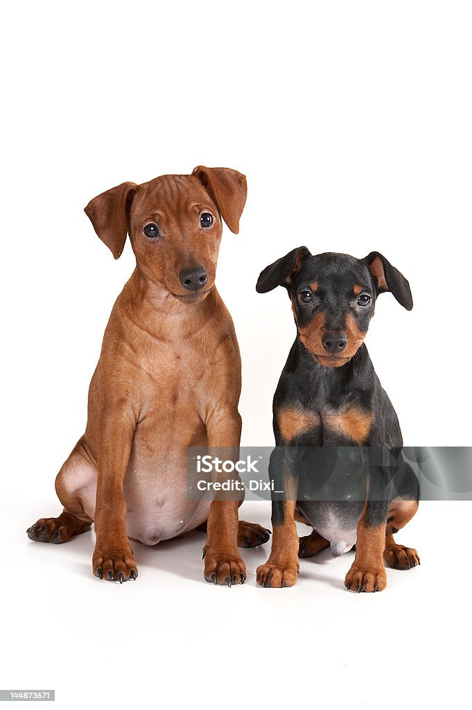 Brown and black pinscher puppy Brown and black pinscher puppy. Animal Stock Photo