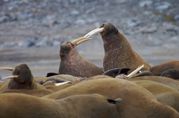 Walruses fighting