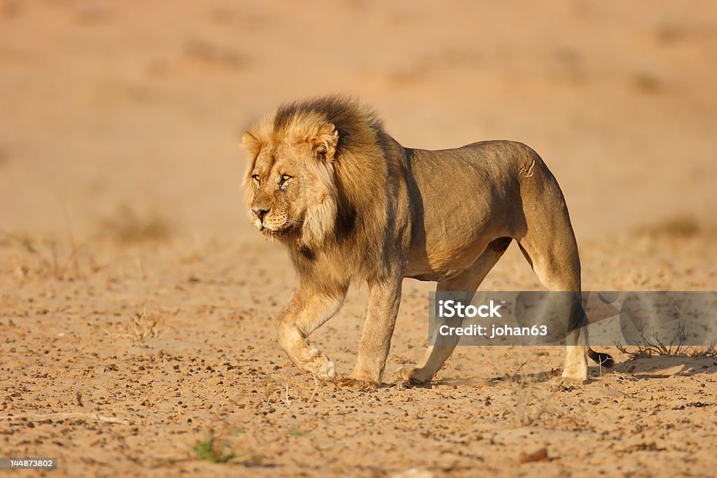 León macho A - Foto de stock de Adulto libre de derechos