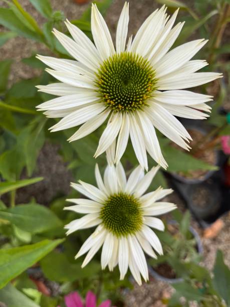 Flowers in my Garden