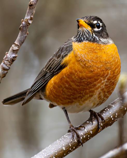 istock Closeup shot of a red-breasted robin perched on a tree branch. 1448738448