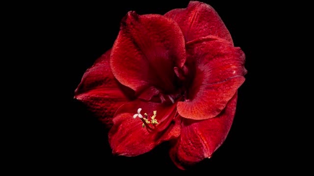 Rewilting Time Lapse of Red Amaryllis. The Birth of Beauty. Withered Flower Comes To Life. Perfect Spring Plant Hippeastrum Opening Fast in Timelapse