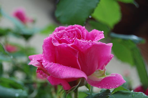 istock Rose in the morning 144873977