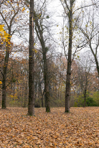 istock Dull orange foliage on trees in autumn cloudy weather 1448740028
