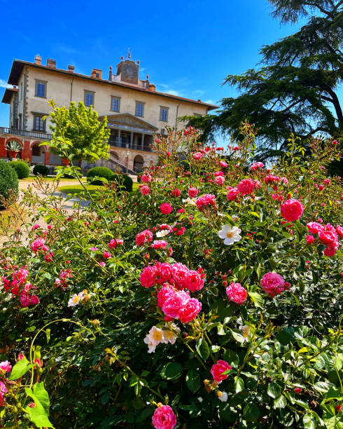 istock Flowers in my Garden 1448741017