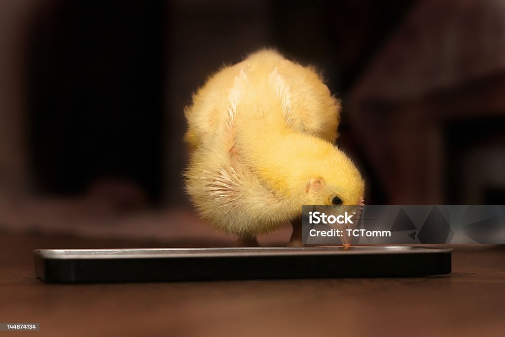 Chick salle à manger - Photo de Affectueux libre de droits