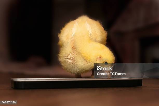 Photo libre de droit de Chick Salle À Manger banque d'images et plus d'images libres de droit de Affectueux - Affectueux, Aile d'animal, Aliment