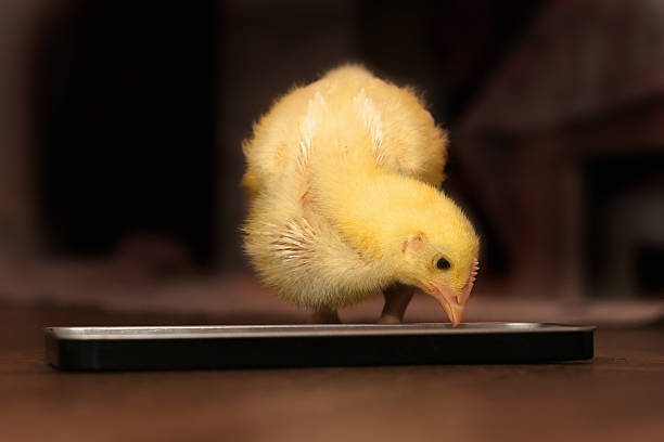 Chick mangiare - foto stock